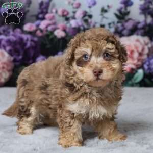 Tonya, Havapoo Puppy